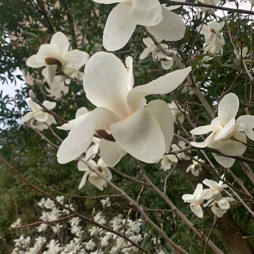 兰秀菊芳