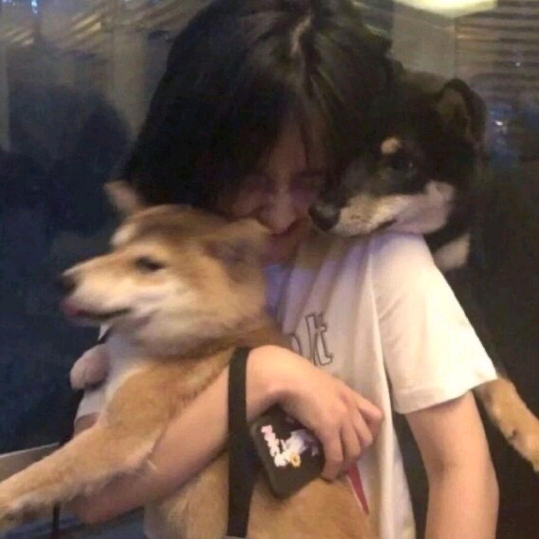 加州的椰子树🌴