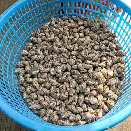 东风螺批发