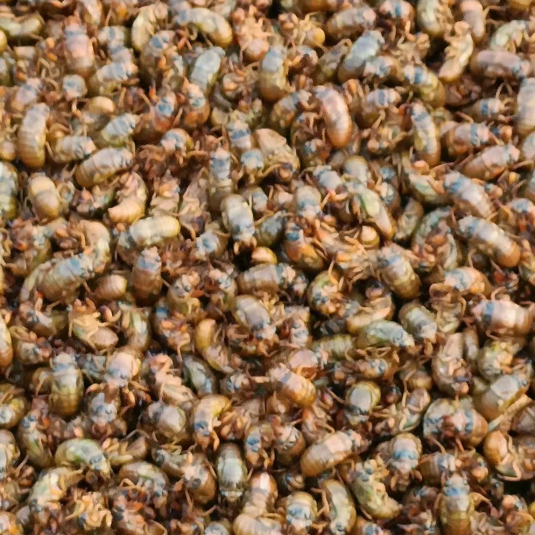 常年销售金婵知了