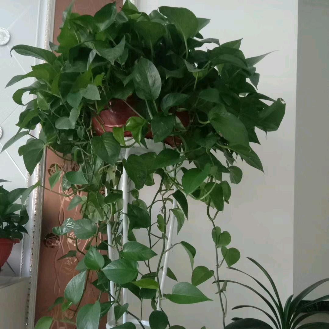 黑与白