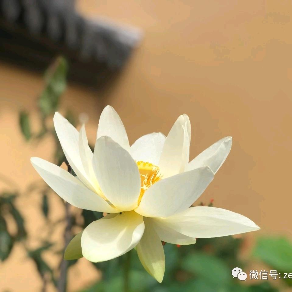 我心飞阳