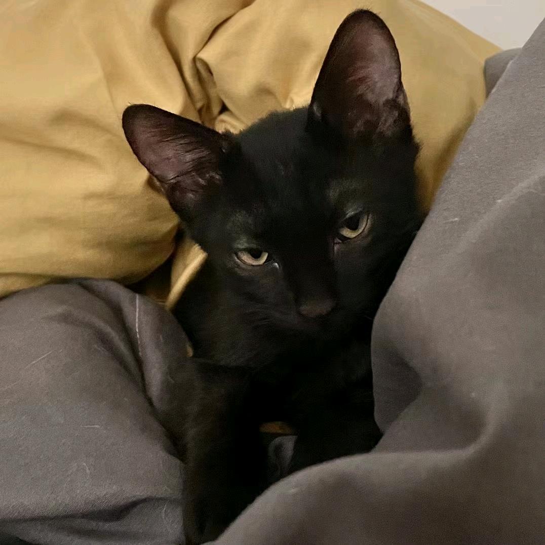 BIG BEAR（滑雪版）