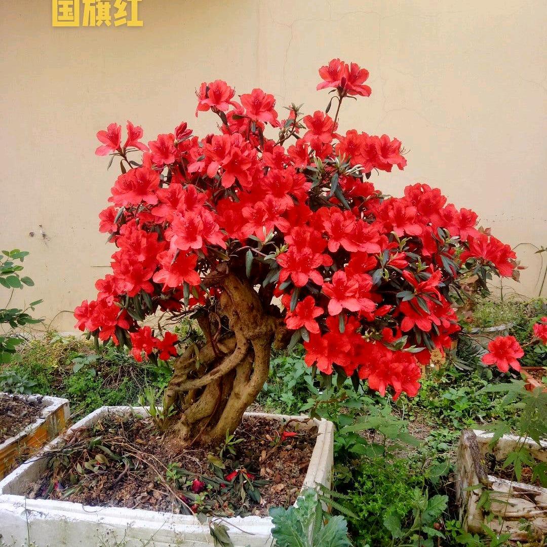 细荣杜鹃花