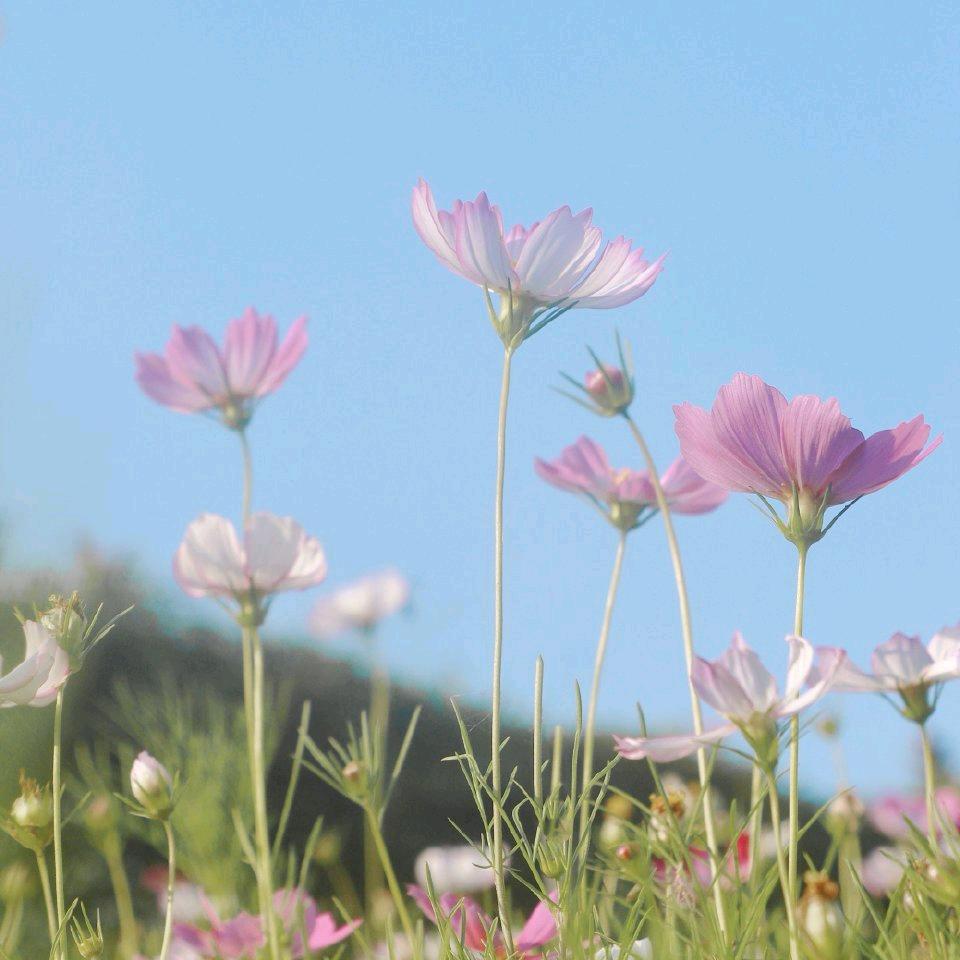 静守花开。
