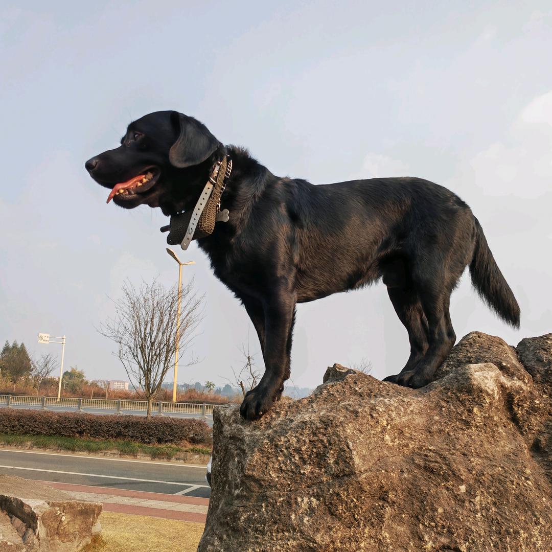 丸子，会开车，会滑板（训犬，寄养）