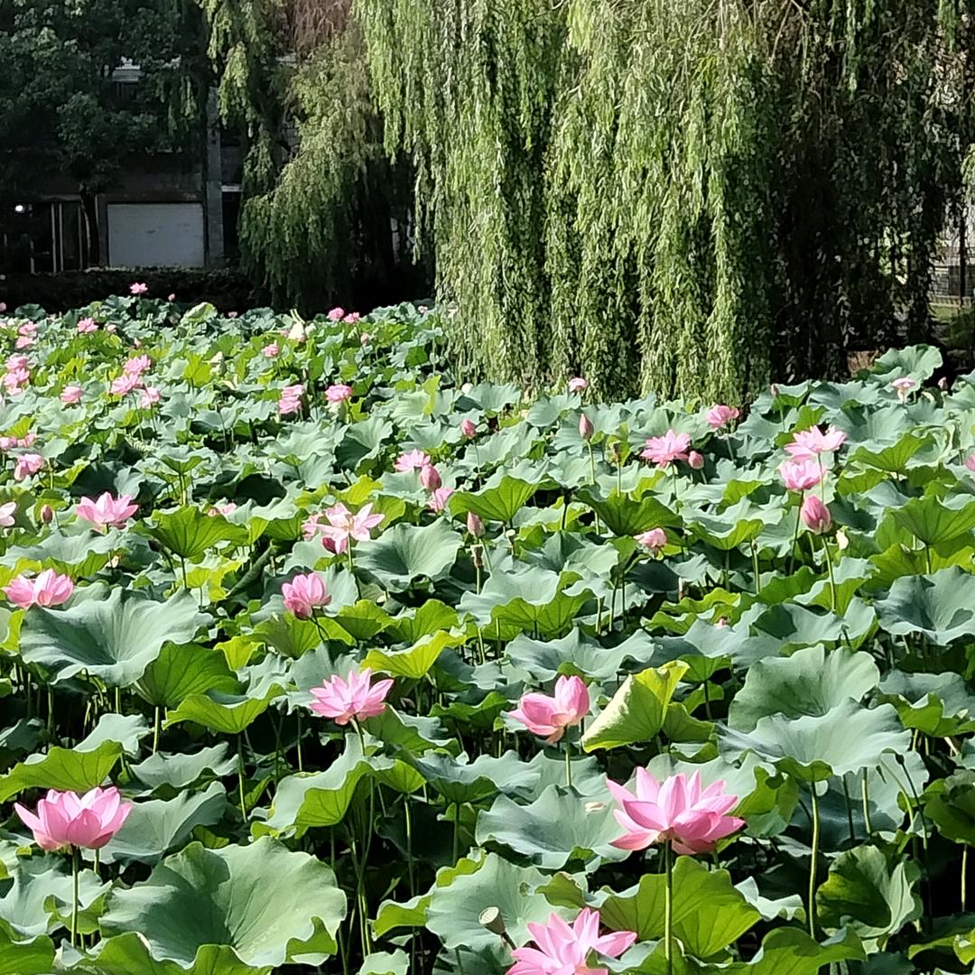 荷塘月色。