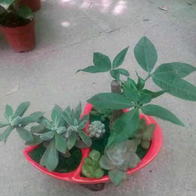 虹燕花木