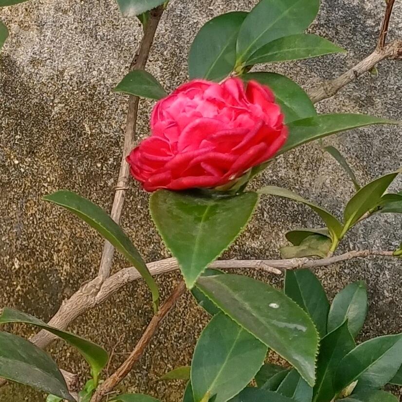 一剪梅