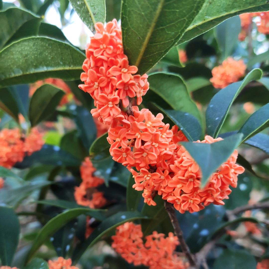 玉金桂花