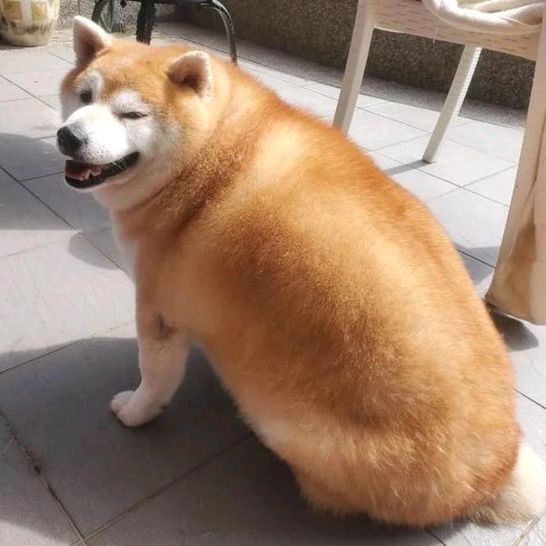 林栉风