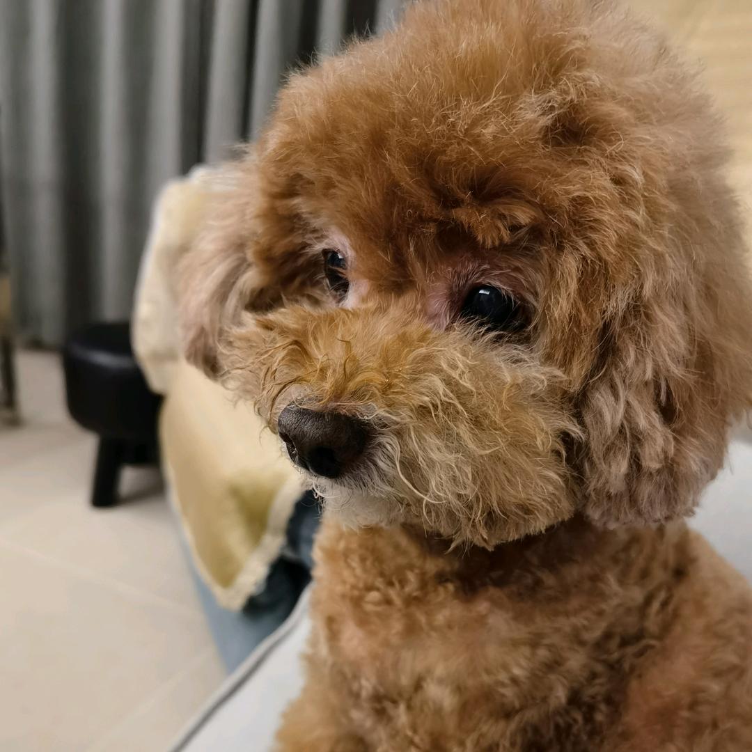 李豆豆和王元宝