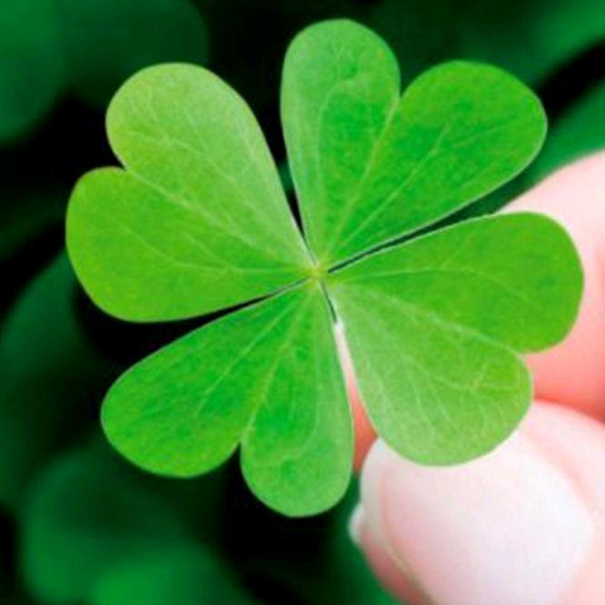 🍀🍀幸运草🌙
