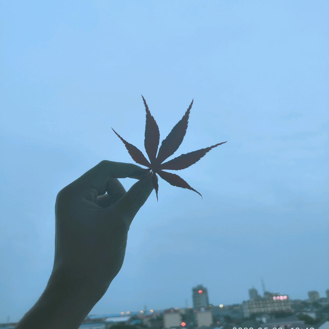 皮皮飞