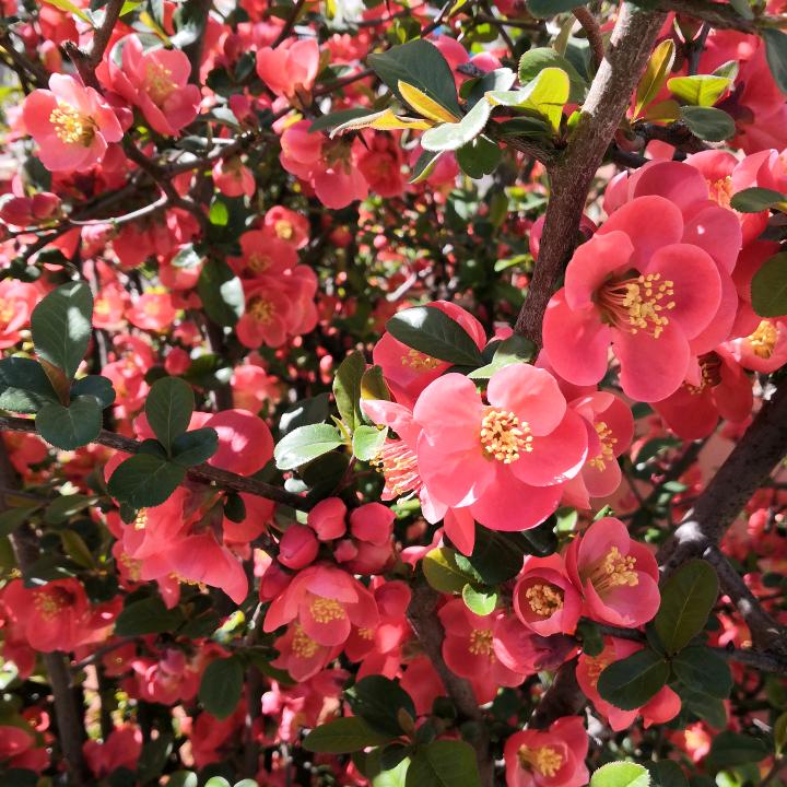 木常