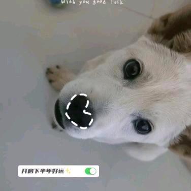 歪牙小宝🐶