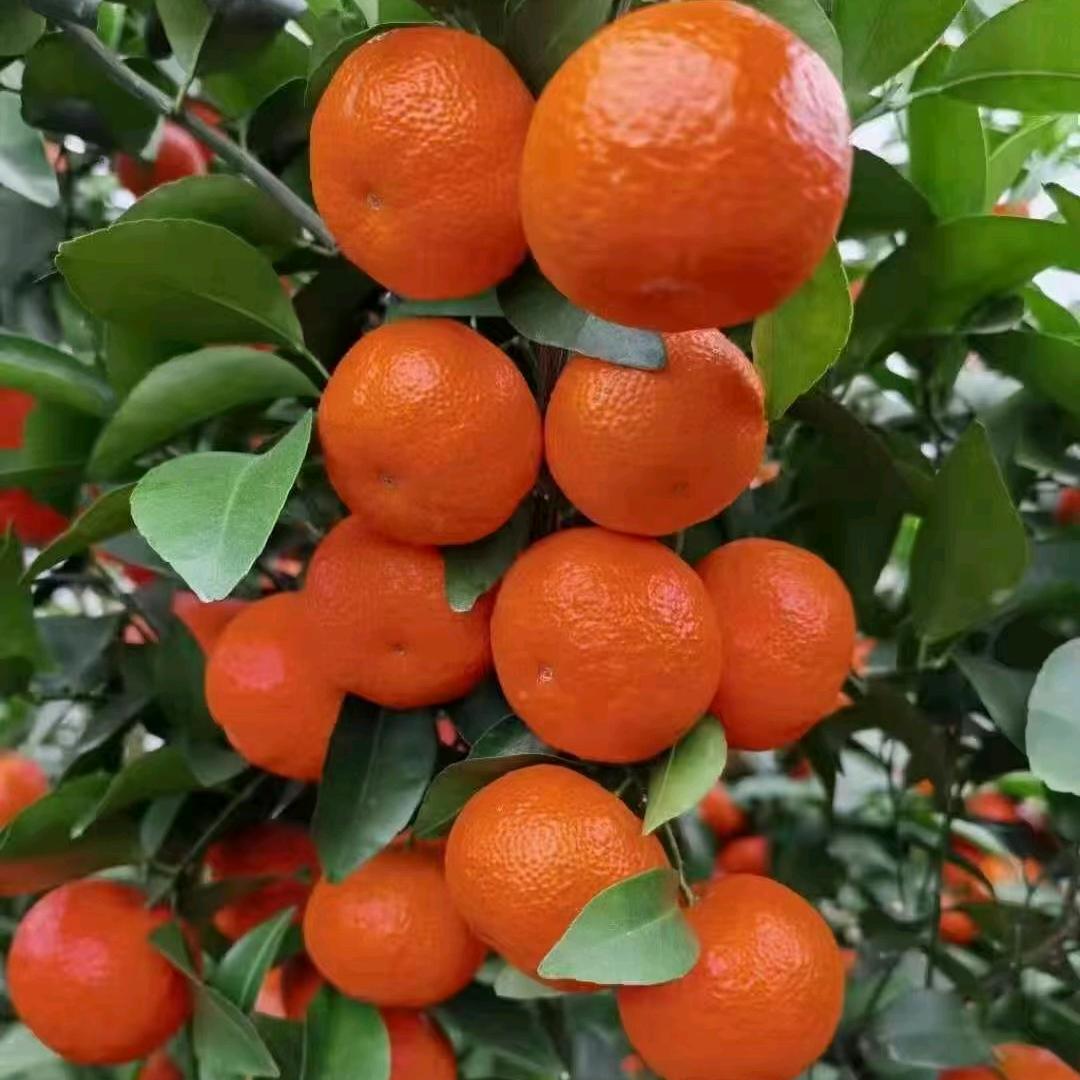 桂北柑橘代收代发  代办小曹