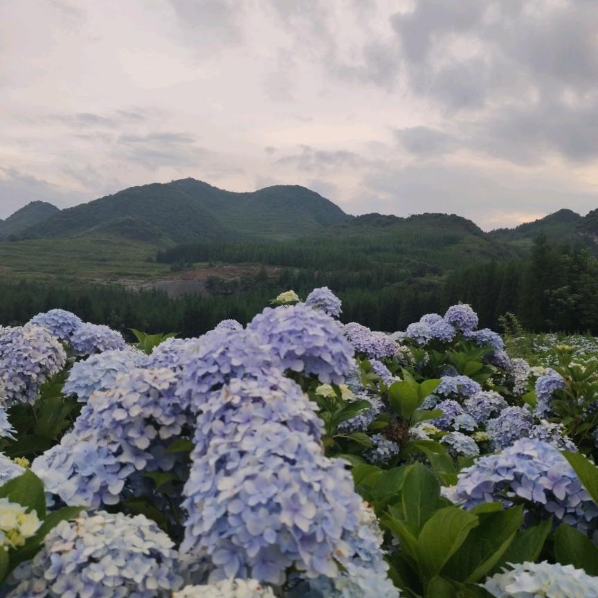 阳哥哥