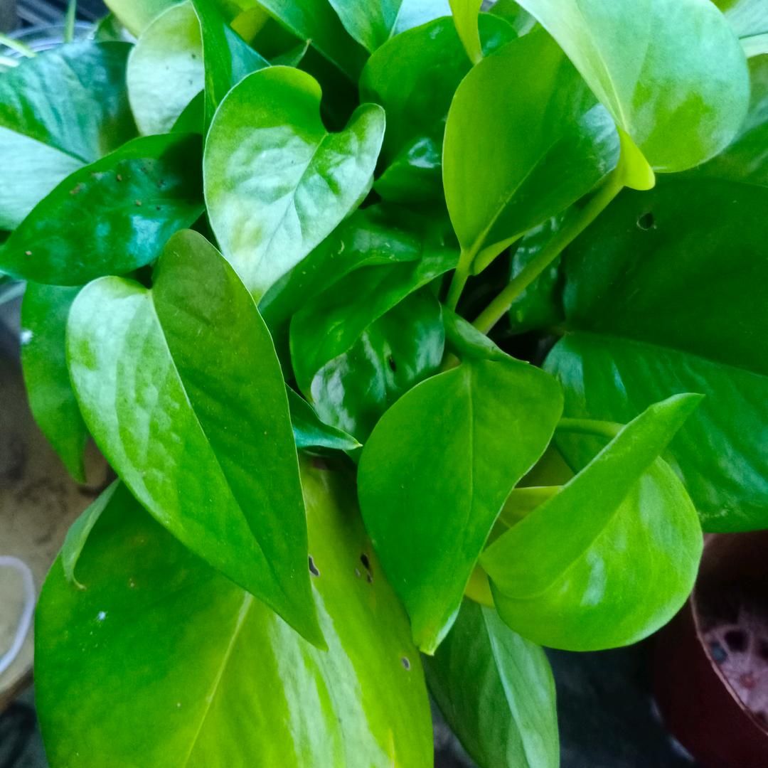 。。。。。。雪花飘