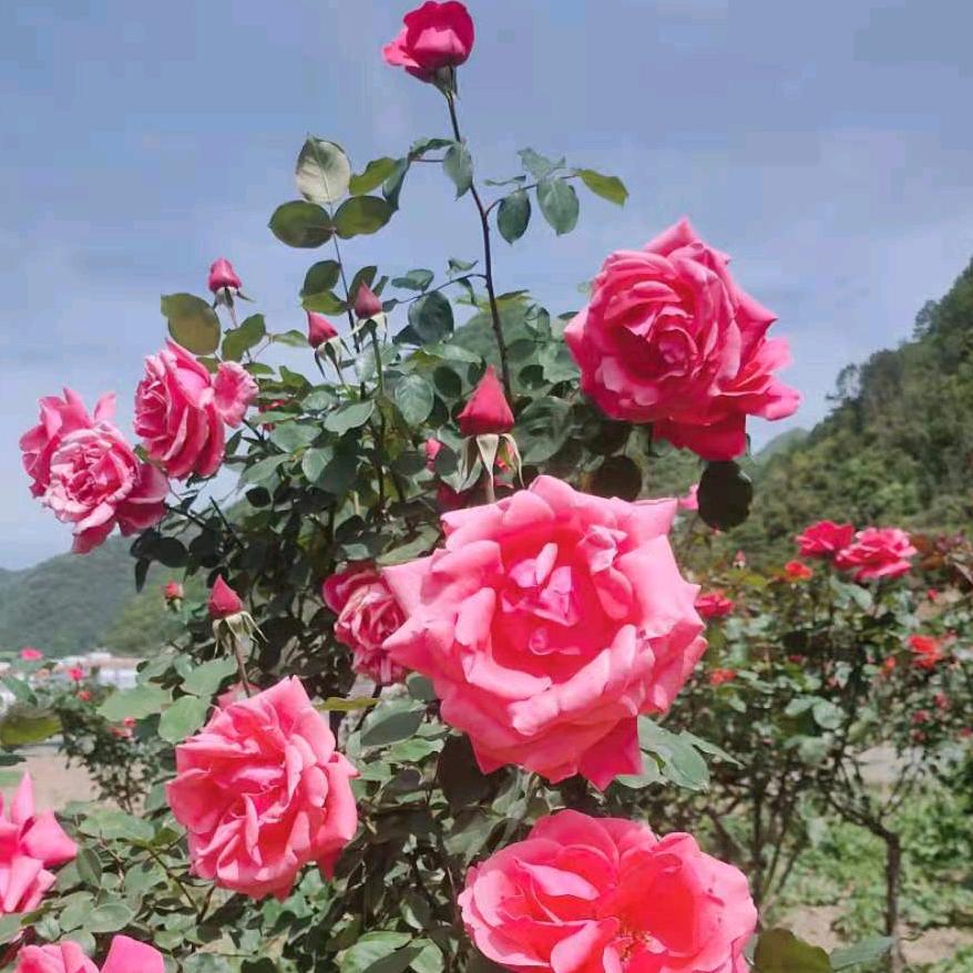 幸福一家