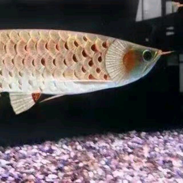 ꧁꫞꯭自由飞翔꧔ꦿ꧂