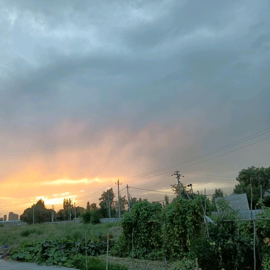 昌吉市农家土鸡