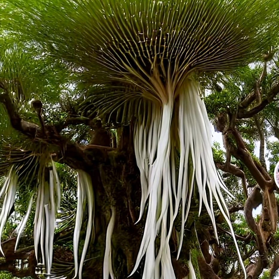 善良是我的本性@