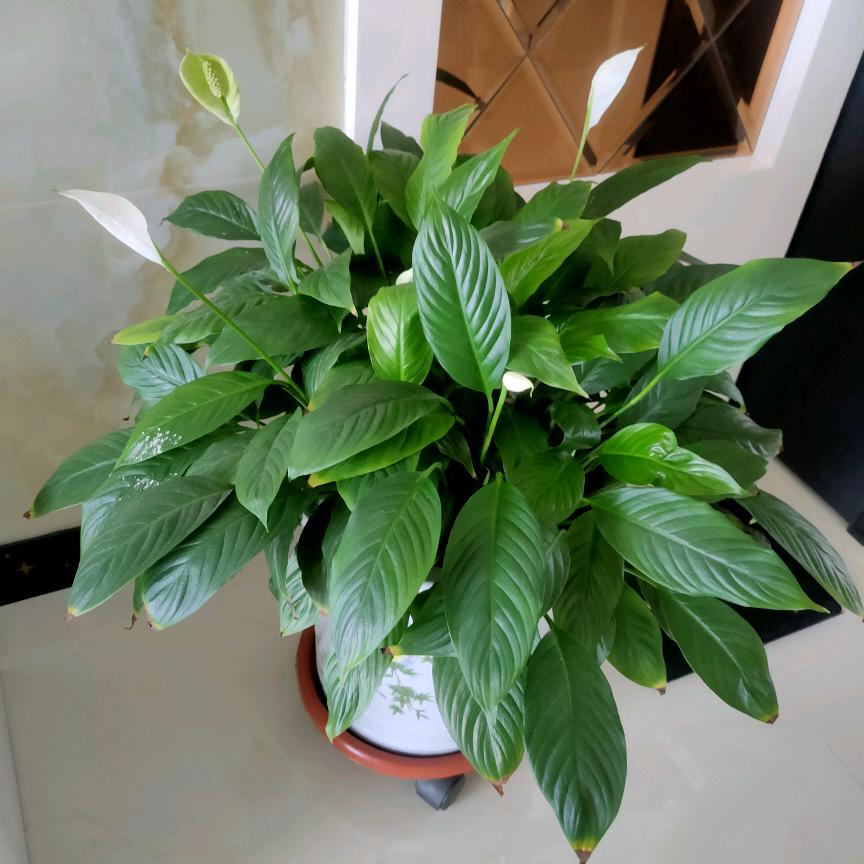 有缘人