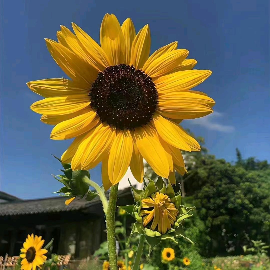 小许