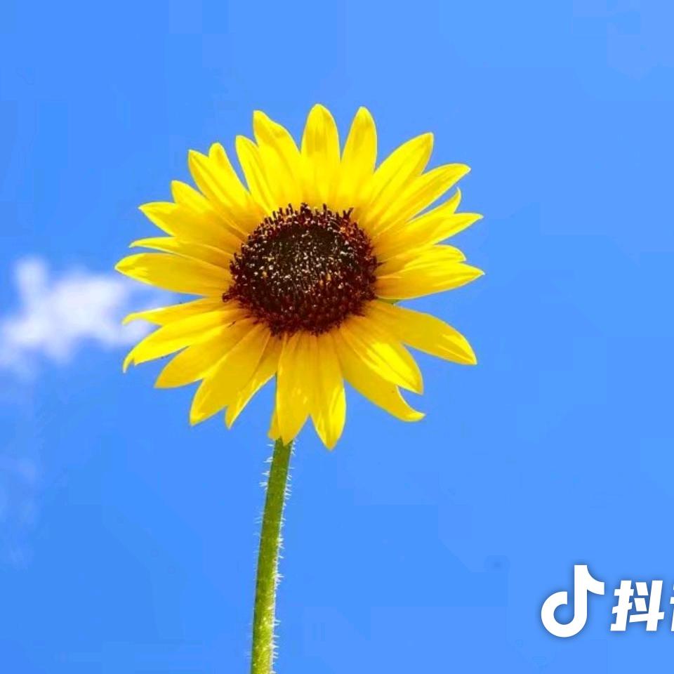 🍟🍟吃货