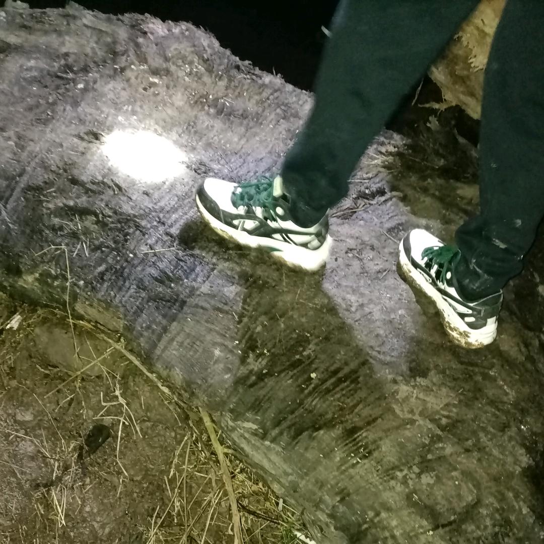 乐山御木居金丝楠