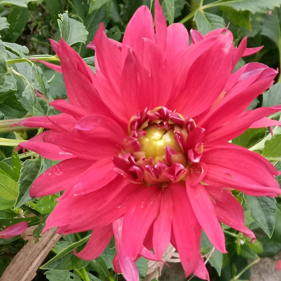 秋菊头像