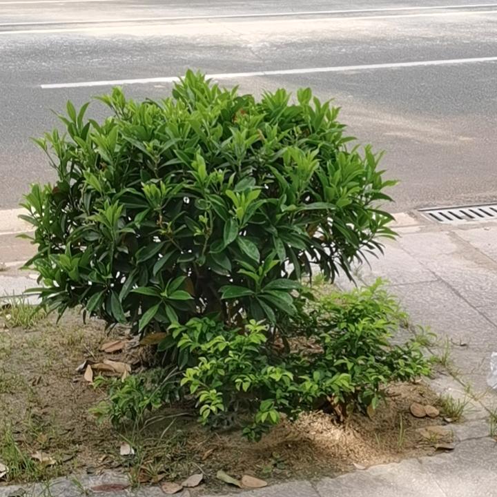 杨洋洋洋吖