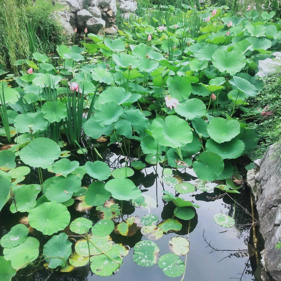 天涯芳草