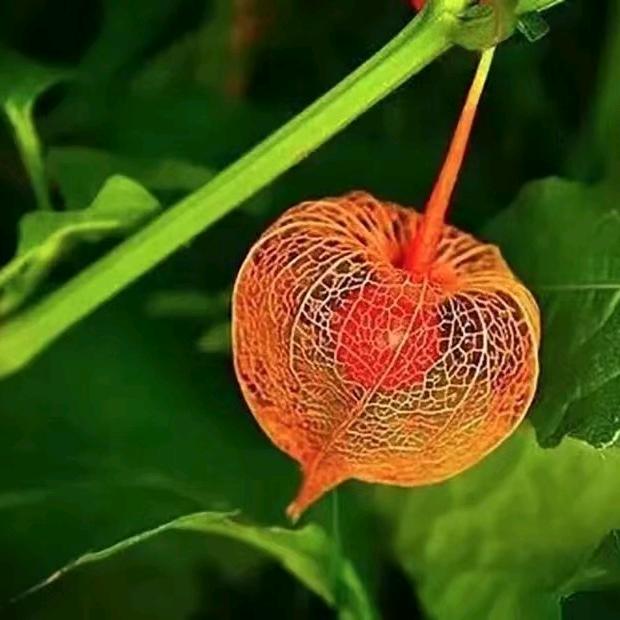 彩虹（拒私聊拒合拍）