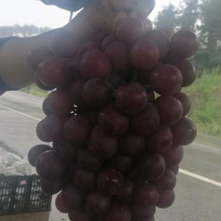 夏黑葡萄，又脆又香又甜