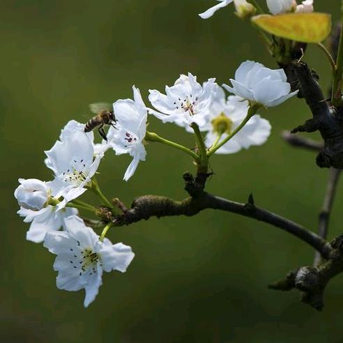 心语人生@【广西混血🕵️】