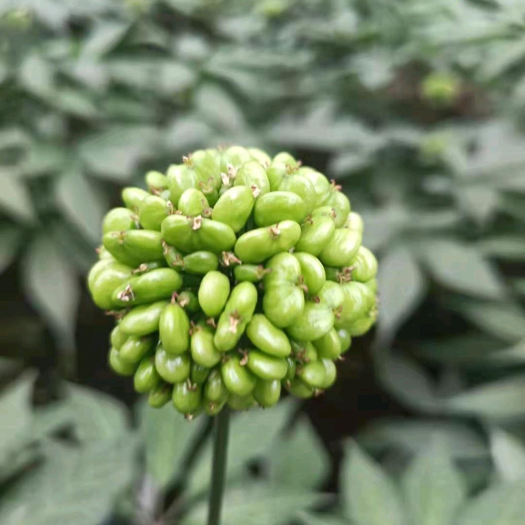 云南黑三七种植