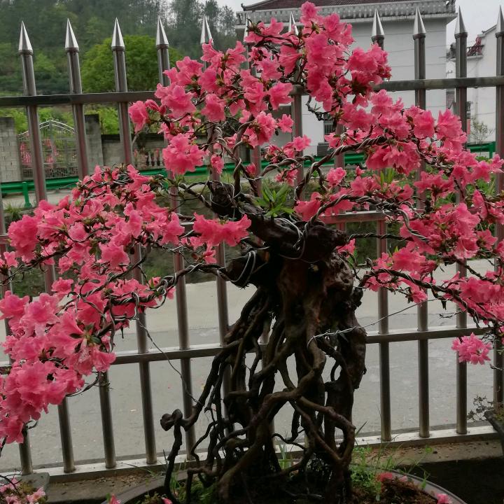 潜山县水吼锦祥盆景基地