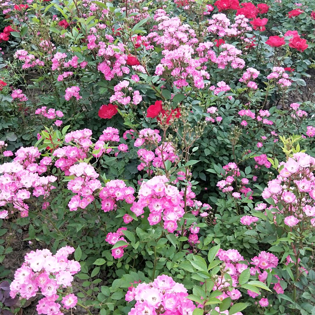 郭三妹，自由人，