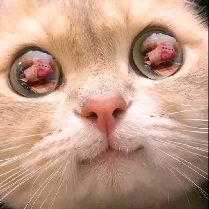 晴明大人