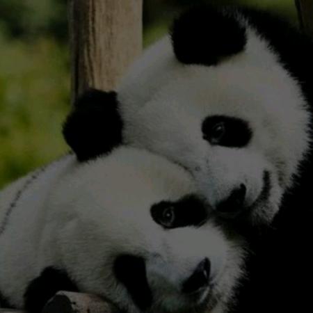 喲西望