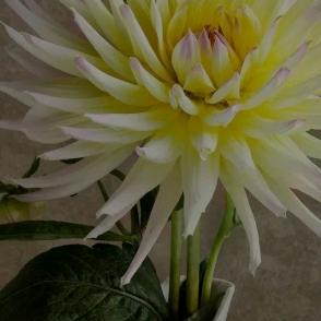 💫️人生可贵💫️