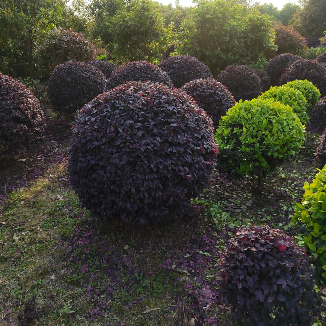 湖南昌艺达苗木合作社李昌海