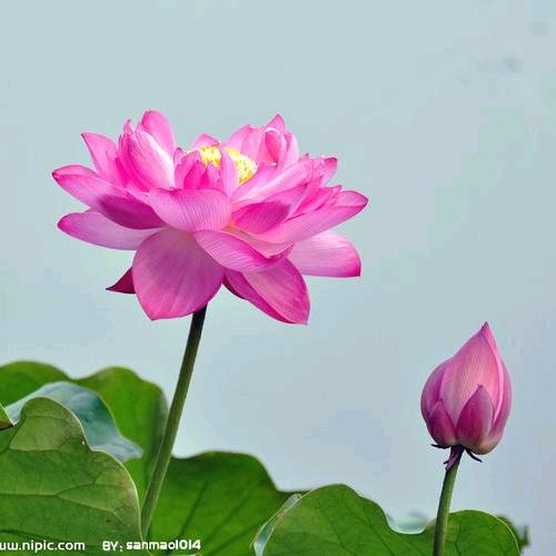 莲之花