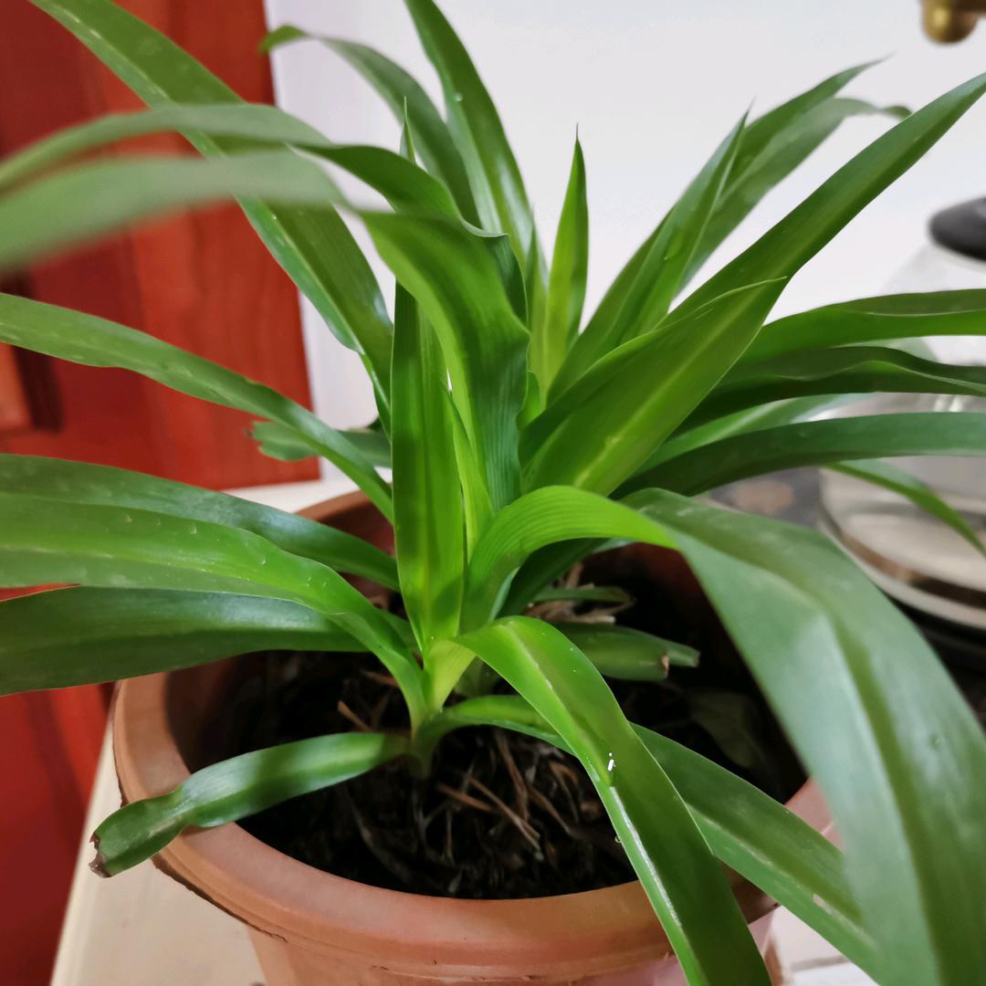 🌞春天小草🌊
