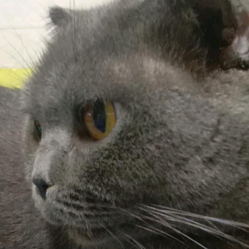 爱玩游戏的包子