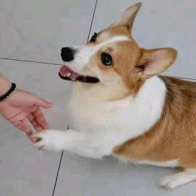 大胖子柯基一家