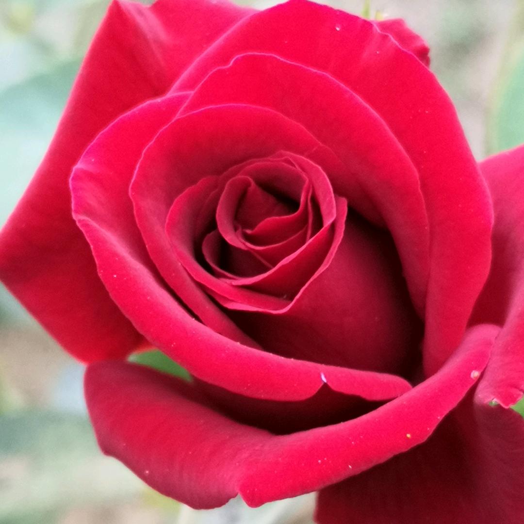幺妹 🌹