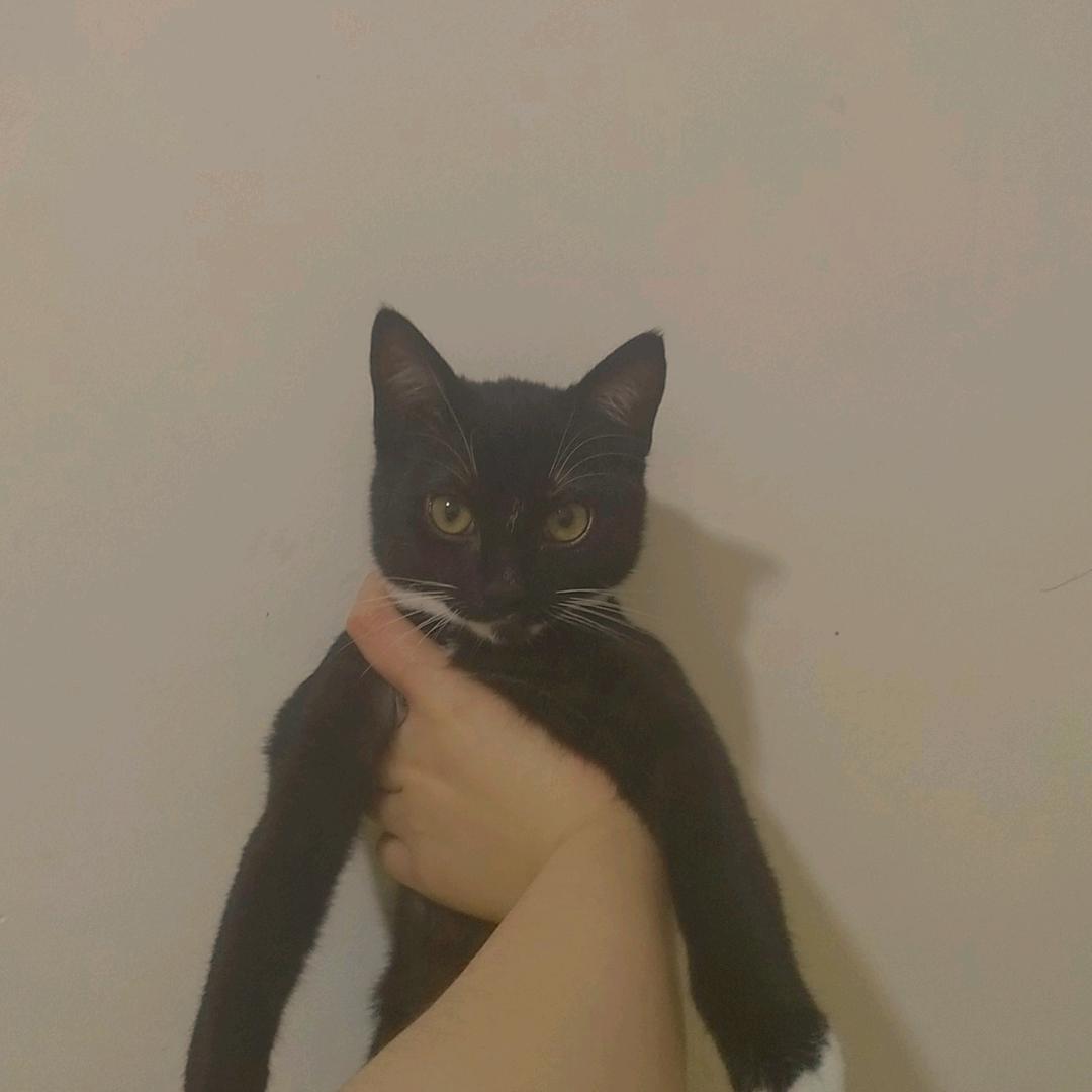 保保保头像